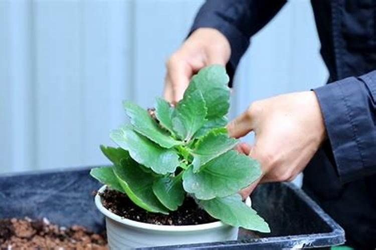 长寿花施什么肥可以开花