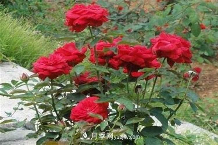 月季花用什么土最好