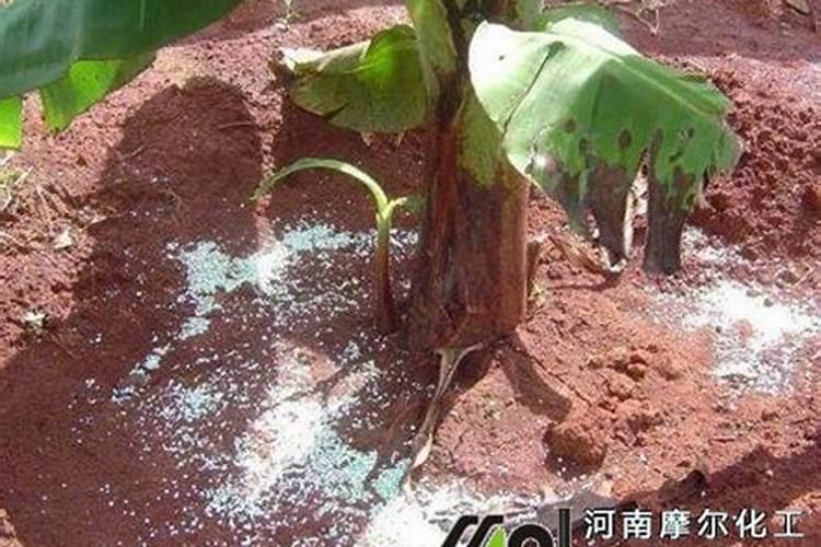 葡萄上哪种中微肥最有效？