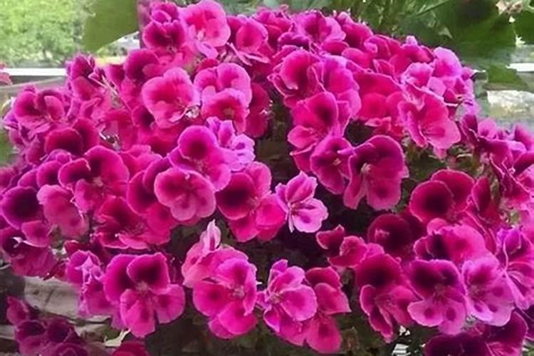 可以直接把磷酸二氢钾倒进花盆浇花吗。