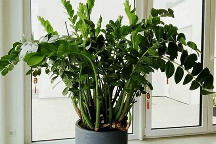 金钱树的管理方法