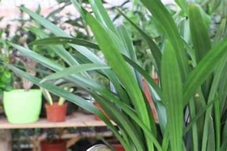 磷酸二氢钾怎么给兰花施肥