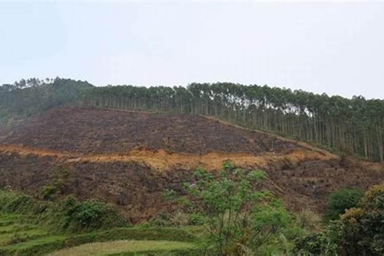 桉树需要施肥吗？