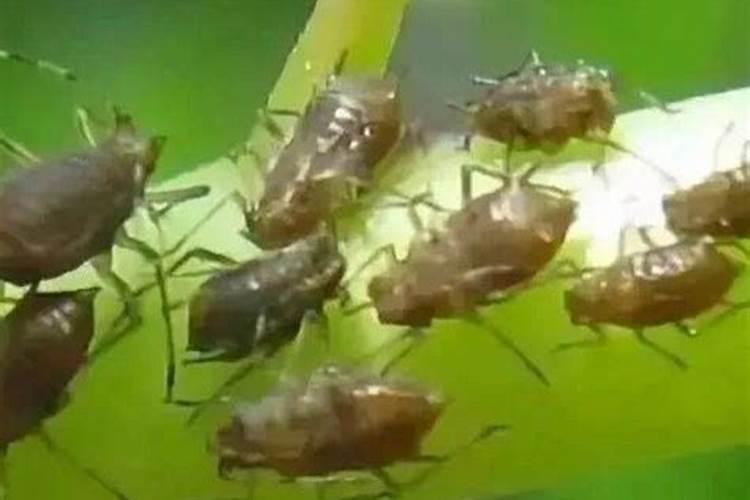 小粒黄豆高产栽培技术 有哪些病虫害防治方法