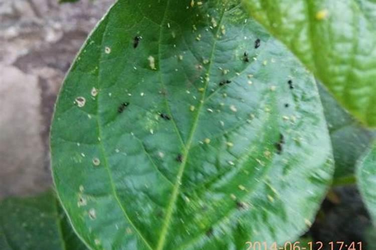 高粱打药后怎么管理