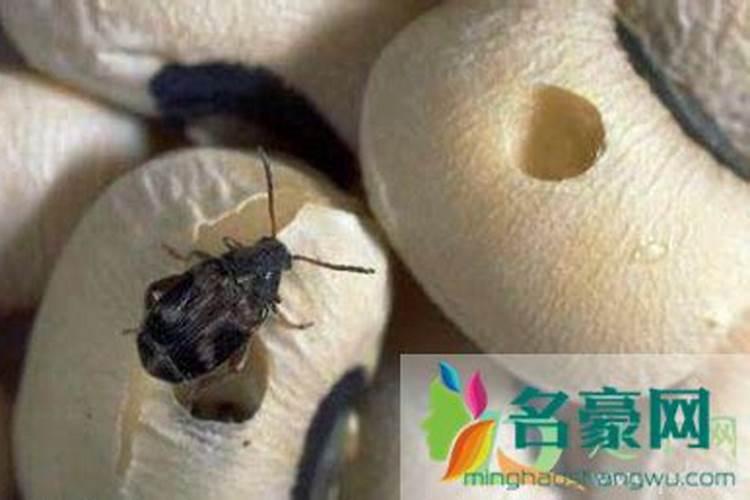 水稻高产套餐的药能混在一起吗