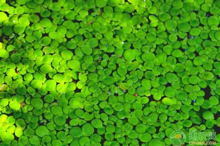 养殖小浮萍可以下磷肥尿素吗