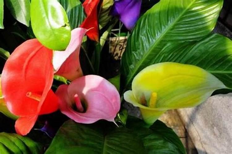 彩色马蹄莲的认知养护