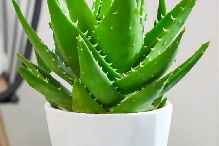 如何用黄豆给芦荟施肥？