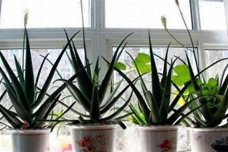 如何用黄豆给芦荟施肥