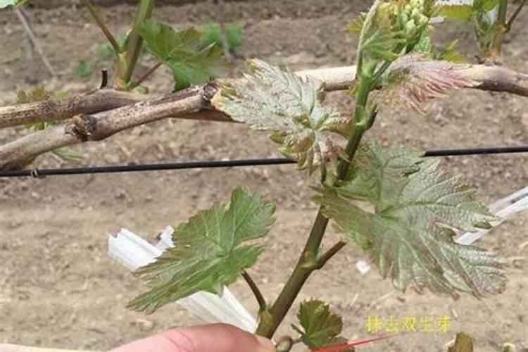 怎样给葡萄树施催芽肥？