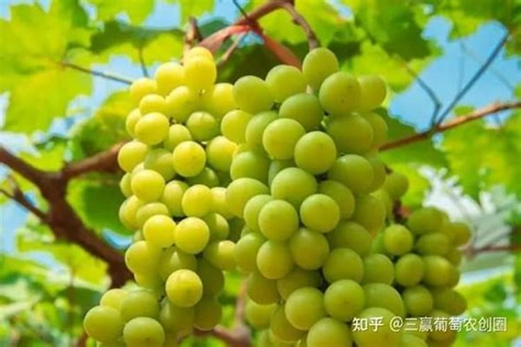 葡萄萌芽期施什么肥 葡萄萌芽期施什么肥好