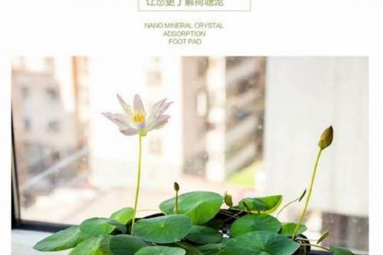 怎样种植碗莲花