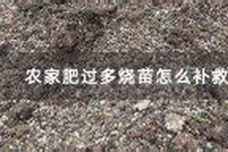 杨树施肥过多怎么办