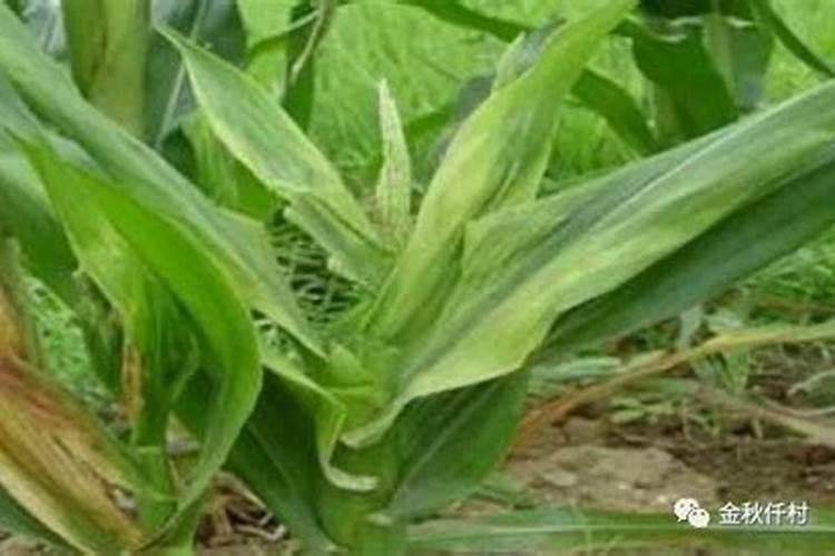 玉米后期追钾肥有用吗 追肥最佳时间是什么时候