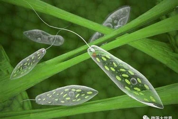 风车是茉莉草本还是木本？