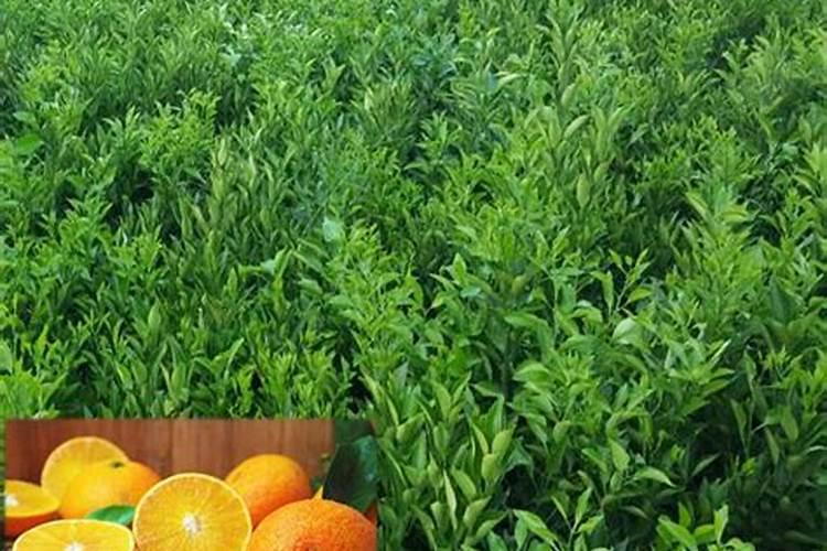 金桔什么时候施肥