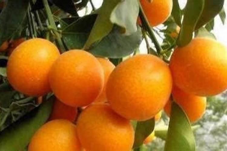 金桔树施什么肥料最好