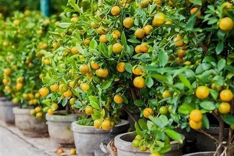 金桔适合什么时候施肥 一定要注意这些时间段