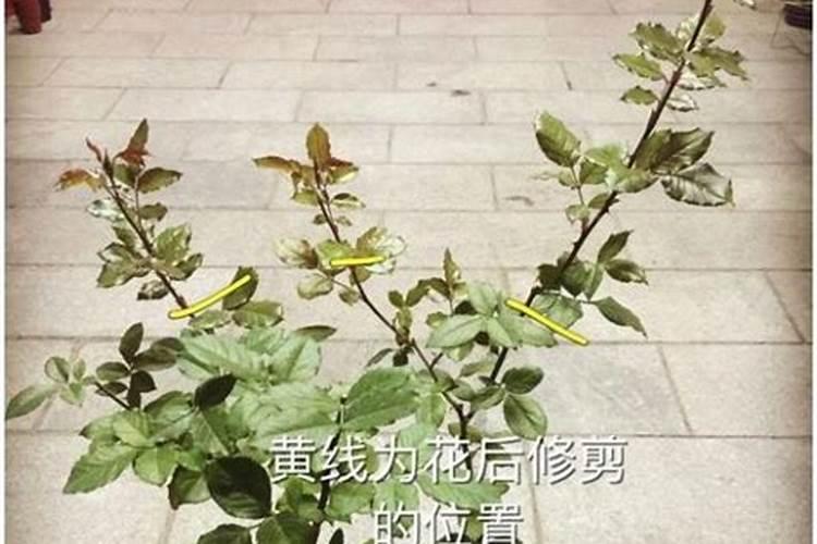 月季在夏天感染了白粉病和红蜘蛛,导致部分叶片发黄,该如何防治？