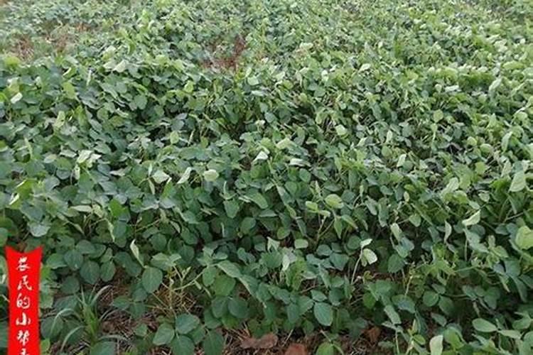 大豆用什么叶面肥好？喷洒要注意什么呢