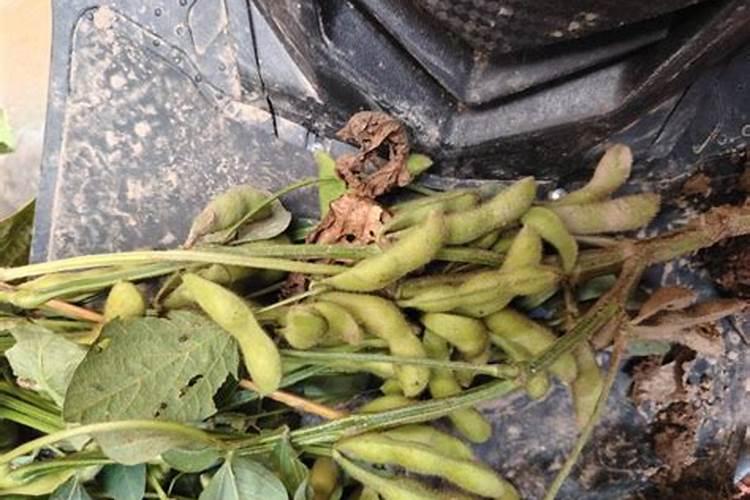 直播田喷施选择性除草剂以后几天可以喷施叶面肥