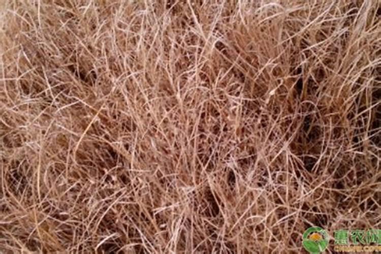 大豆打完除草剂多久可以打叶面肥水？