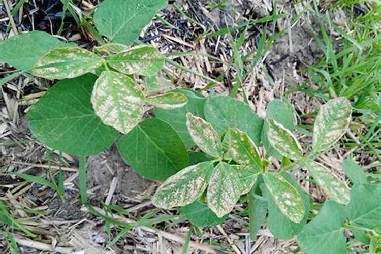 打完除草剂多久可以打叶面肥