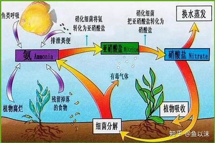 磷肥的主要作用有哪些？