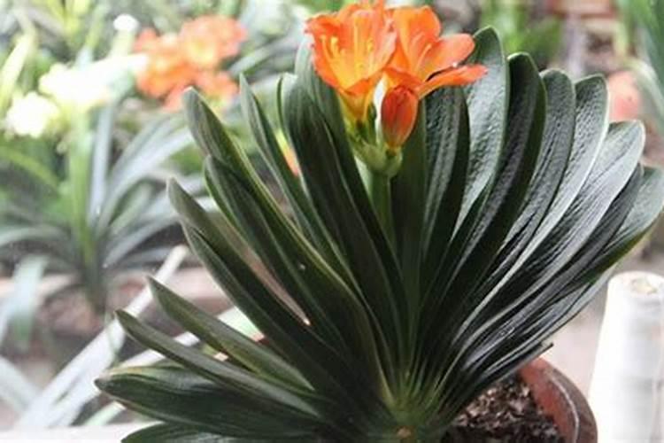 君子兰施肥方法,施什么肥能开花