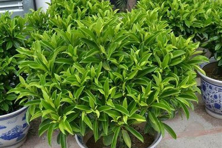 怎样养好茉莉花