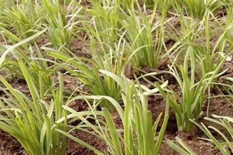 韭菜能上化肥吗