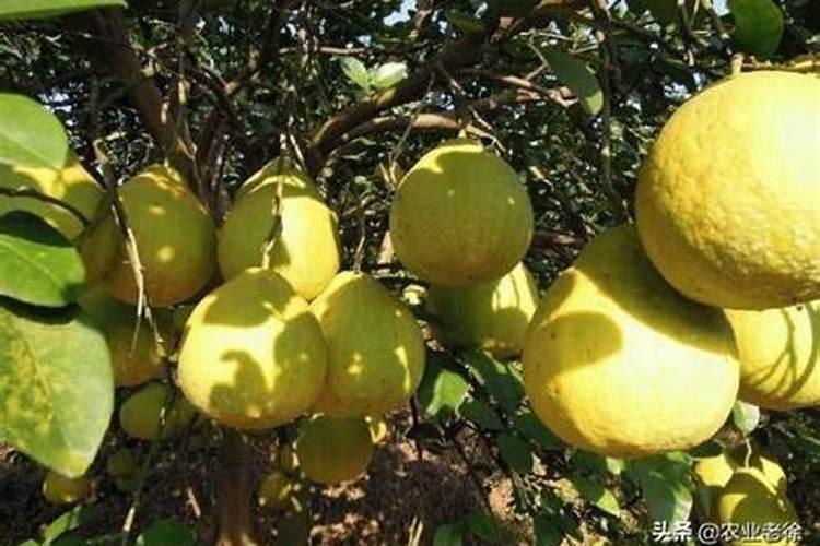 哪种叶面肥效果最好？