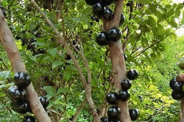 嘉宝果开花结果时可喷硫体硼肥吗