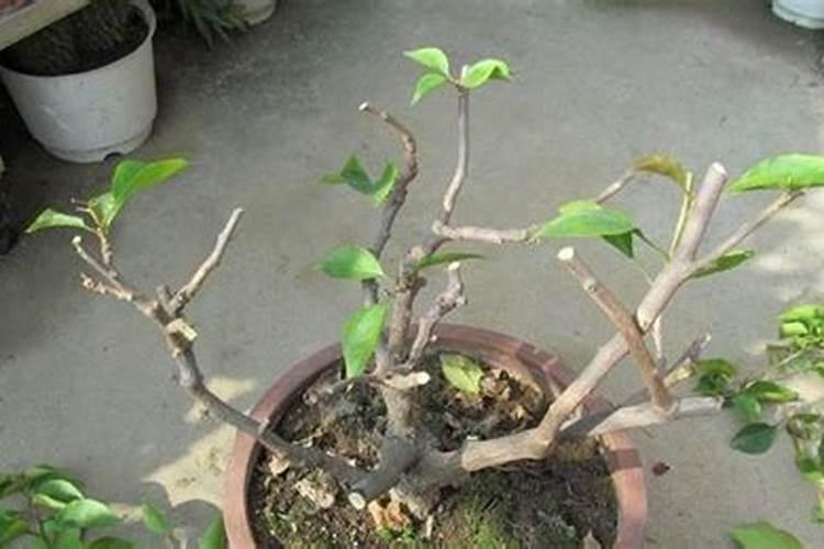 三角梅花期后如何施肥花开不断