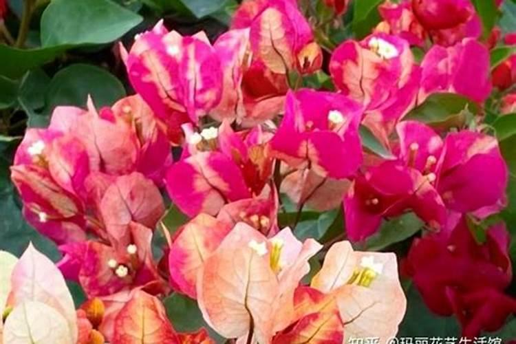 三角梅花后怎么修剪和施肥