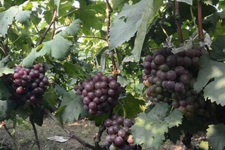 鱼蛋白在葡萄上色期可以使用吗