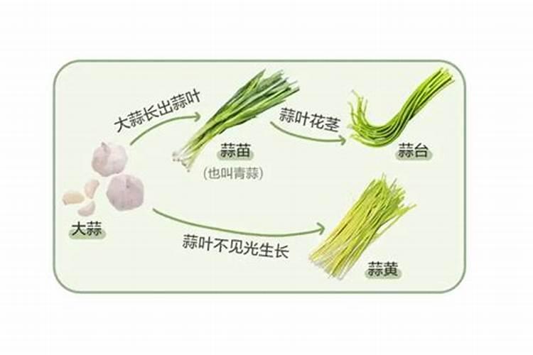 蒜苔拔了之后还要施肥吗