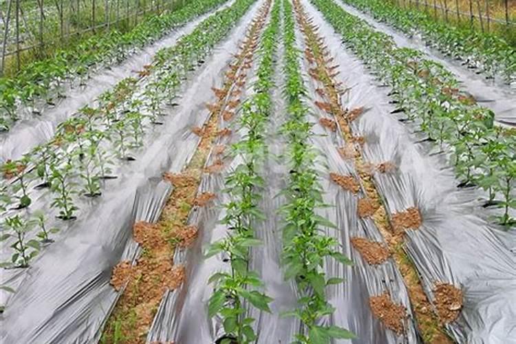 给玫瑰花施肥用大肥王可以吗