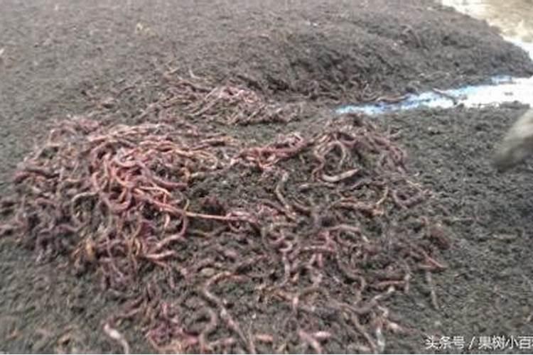 要让果子膨大,有什么具体方法