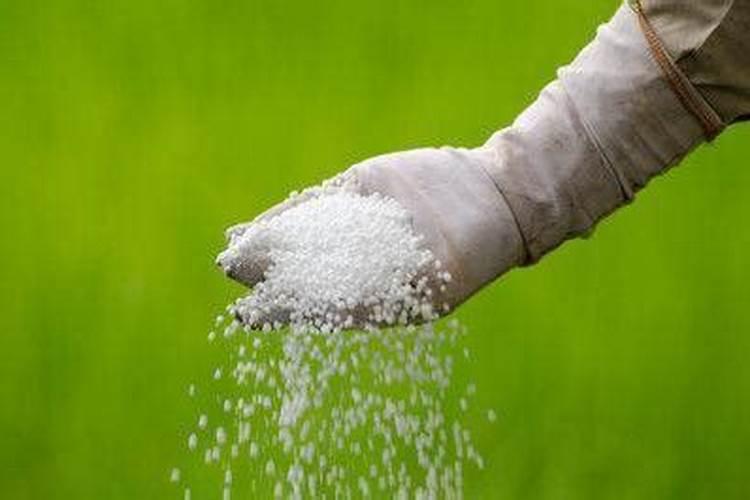 栀子花用什么肥料最好