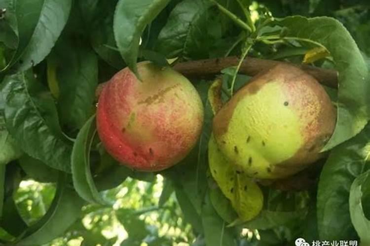 桃树谢花后如何施肥管理