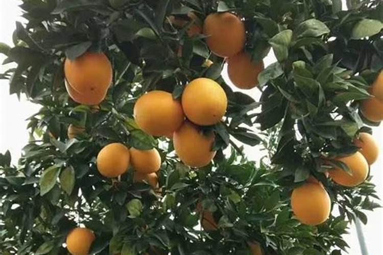 脐橙膨大果实能喷施叶面肥吗？