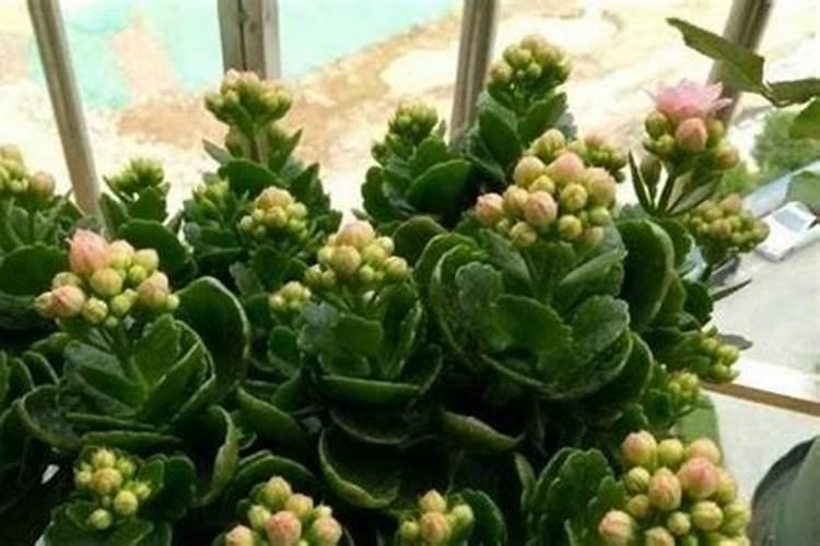 长寿花施肥方法,施肥过多的症状