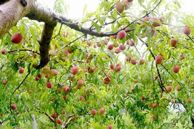 桃子卸果后可以喷施钙肥吗