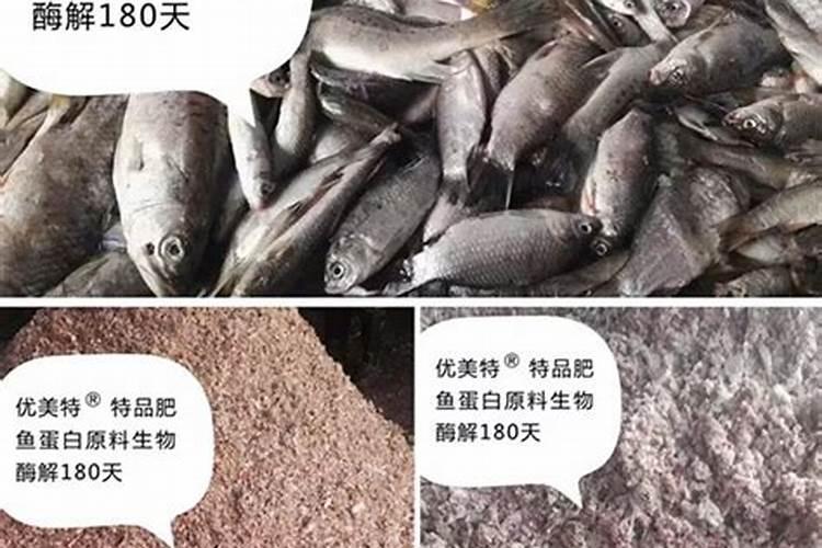 鱼蛋白放多了会烧根吗