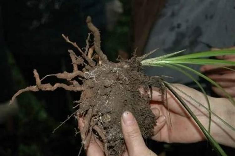 鱼肠堆肥不用土的方法