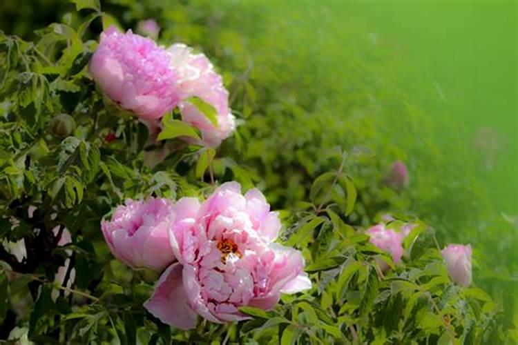 牡丹喷叶面肥注意,新上盆牡丹能用吗？