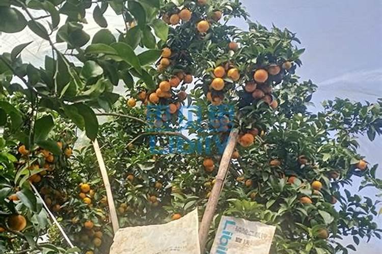 两年脐橙树怎样施肥？和管理 。请求大师