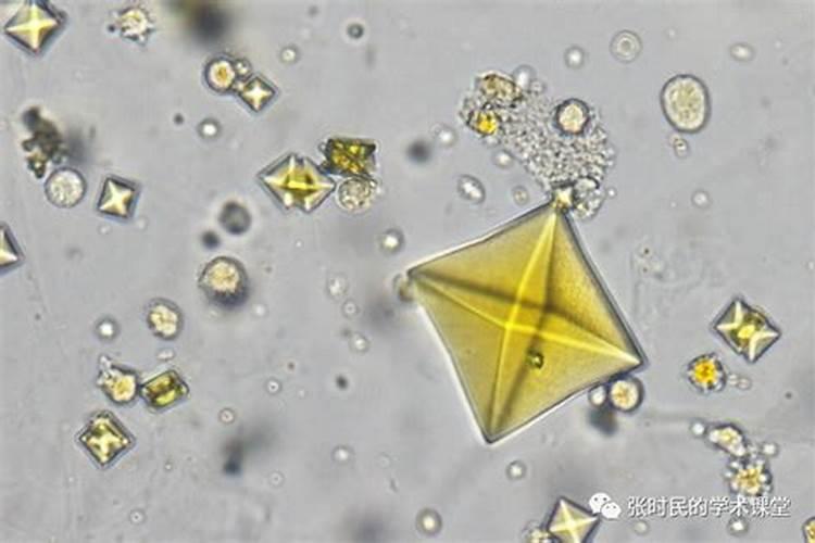 大量元素水溶肥和钙肥一起冲行吗